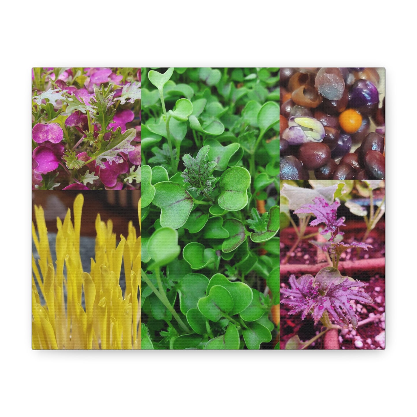 Microgreen-Art Wall Canvas - "Micro-Collage #1"