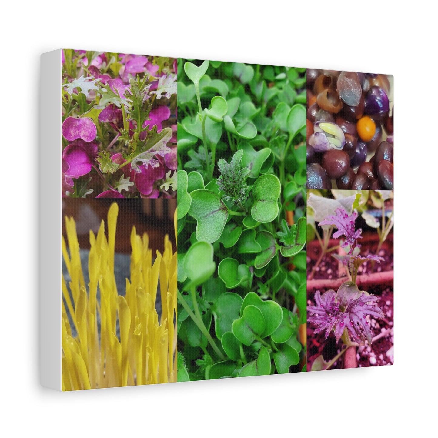 Microgreen-Art Wall Canvas - "Micro-Collage #1"