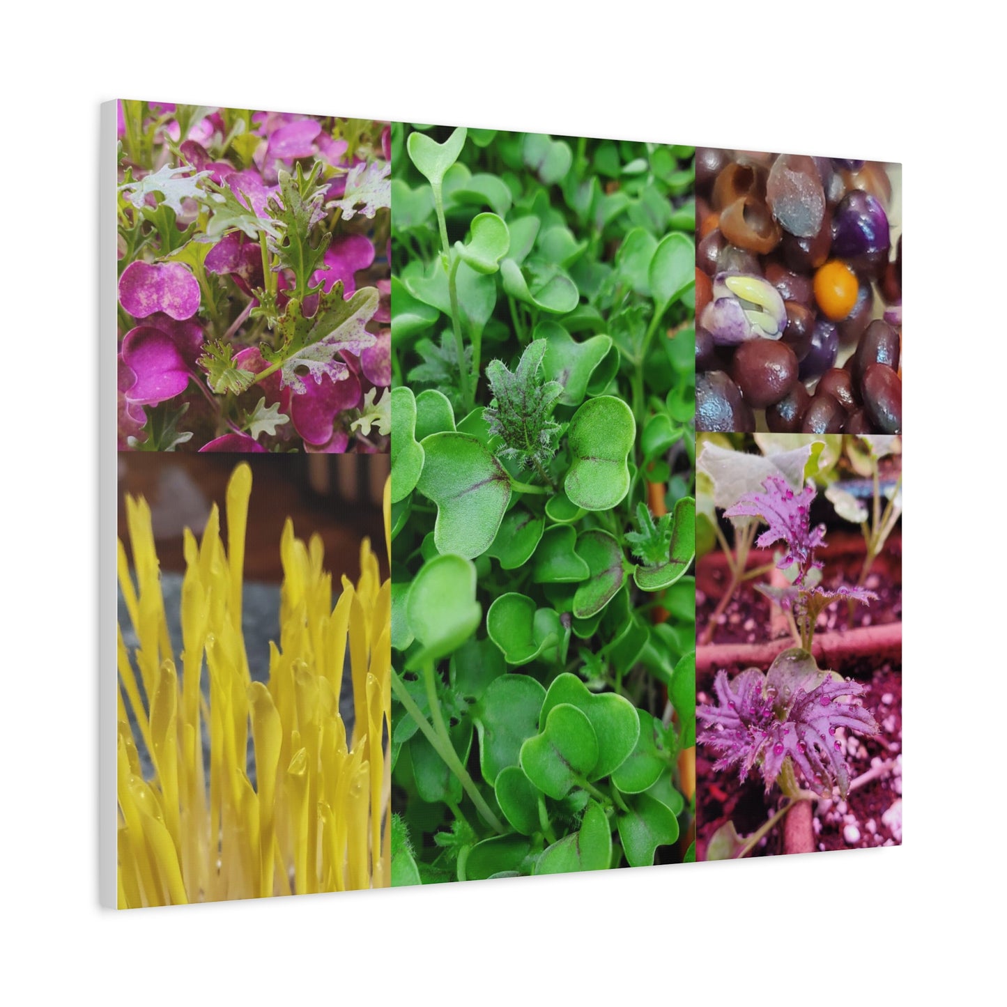 Microgreen-Art Wall Canvas - "Micro-Collage #1"