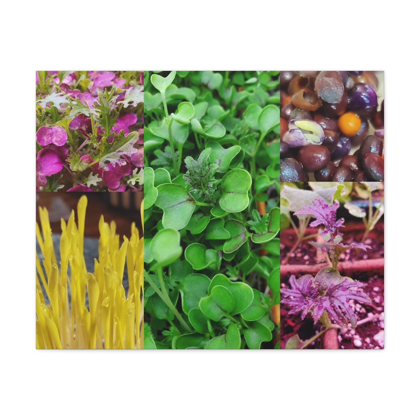 Microgreen-Art Wall Canvas - "Micro-Collage #1"